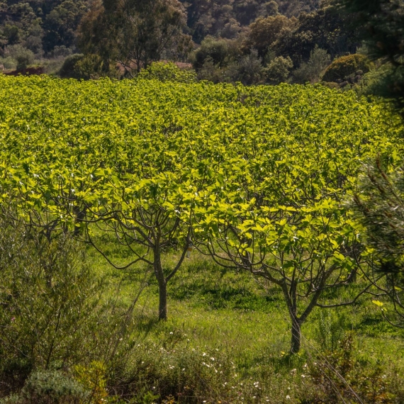 Árvores de Fruto e Hortícolas